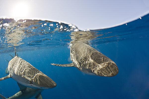 Galapagoshaie