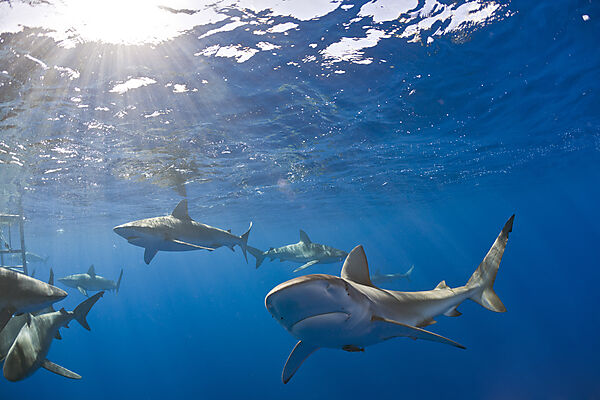 Galapagos Sharks