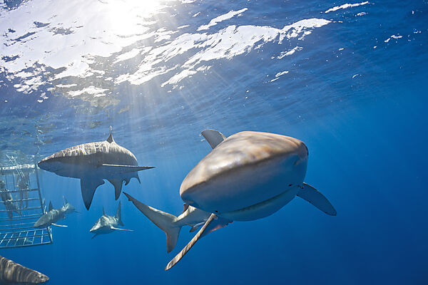 Galapagos Sharks