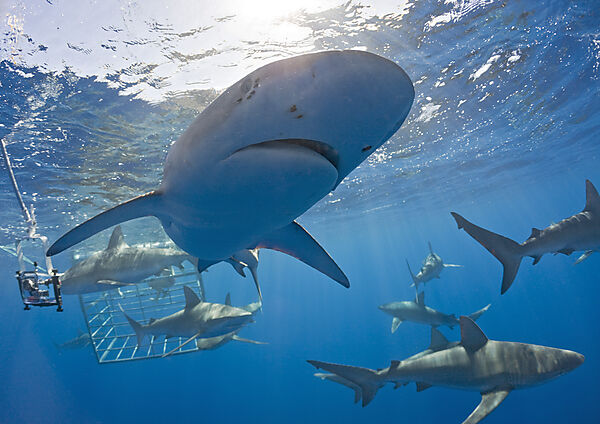 Galapagos Sharks
