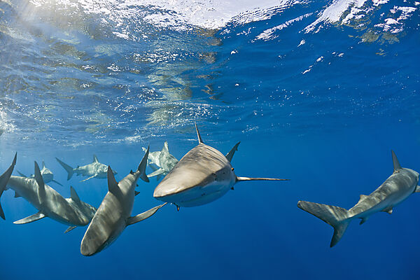 Galapagos Sharks