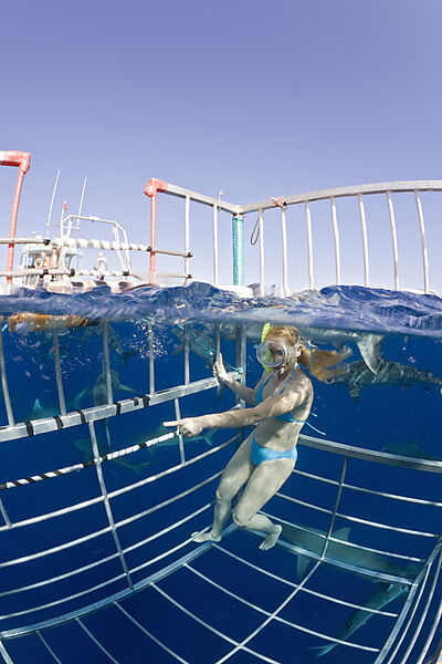 Cage Diving with Sharks