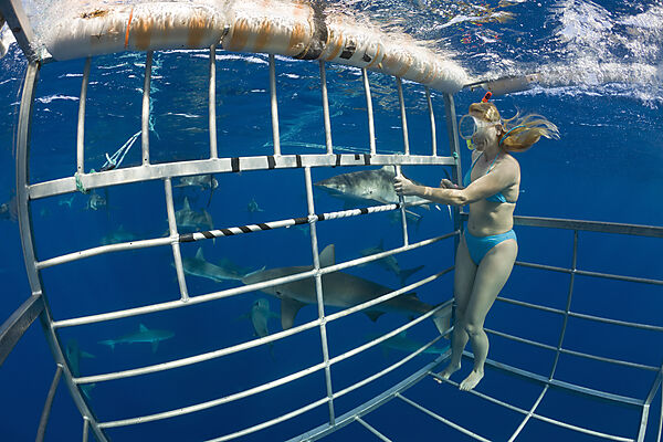 Cage Diving with Sharks