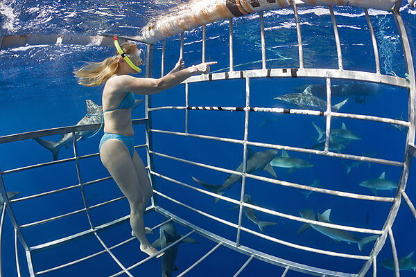 Cage Diving with Sharks