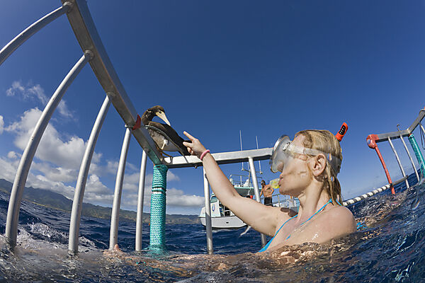 Nosey Sea Bird by Cage Diving with Sharks