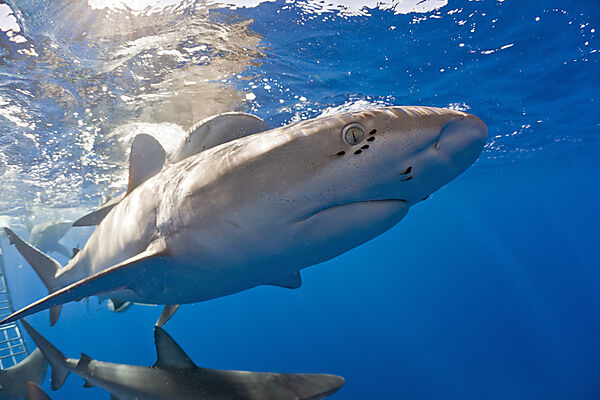 Galapagos Sharks