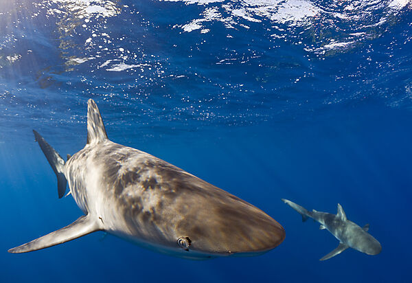 Galapagos Sharks