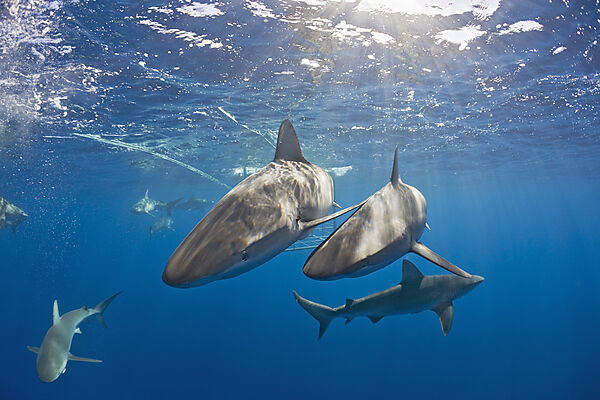 Galapagos Sharks