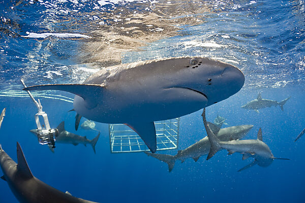 Galapagos Sharks