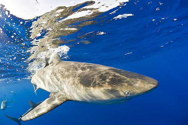 Galapagos Sharks