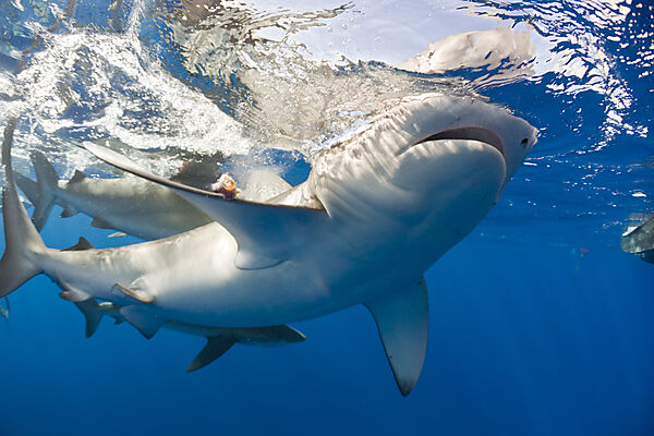 Galapagos Sharks