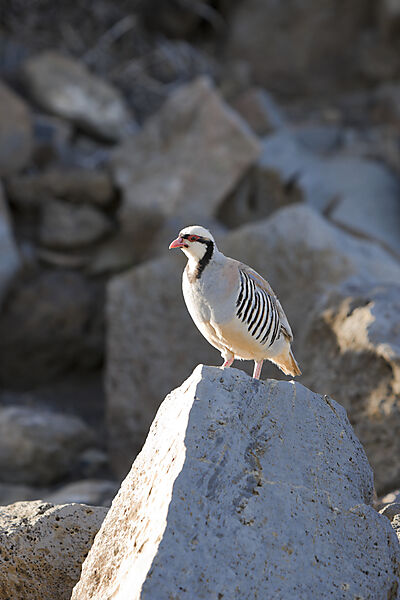 Chukarhuhn im Krater des Haleakala Vulkan