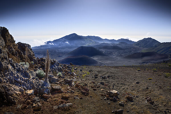 endemisches Silberschwert im Krater des Vulkan Haleakala