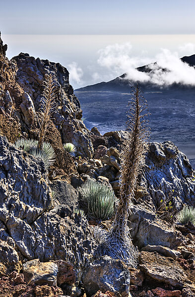 endemisches Silberschwert im Krater des Vulkan Haleakala