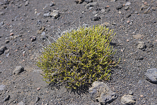 Pflanzenbewuchs im Krater des Haleakala Vulkan