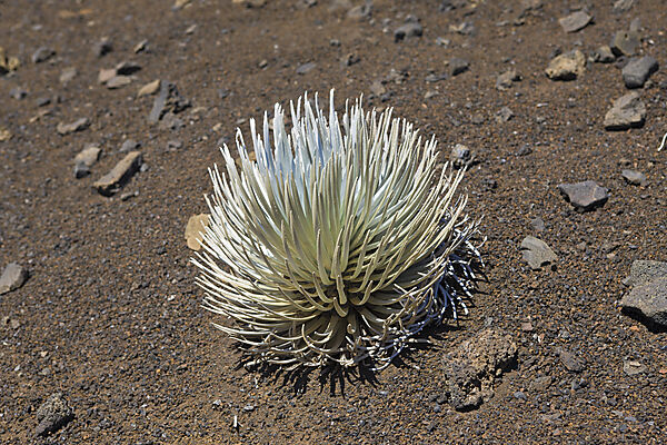 endemisches Silberschwert im Krater des Vulkan Haleakala