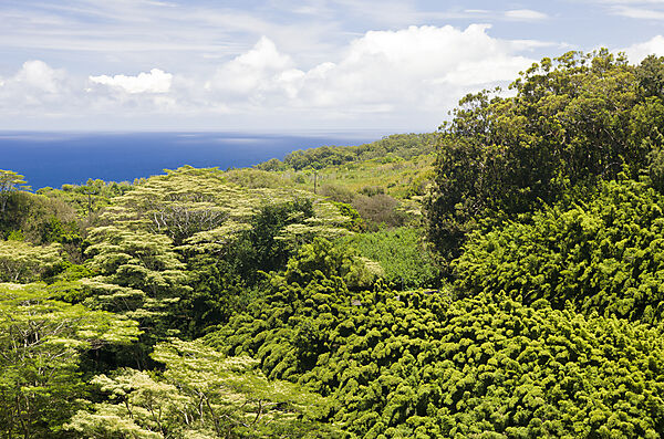 Bambuswald an der Strasse nach Hana
