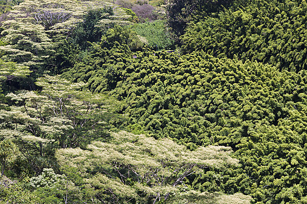 Bambuswald an der Strasse nach Hana