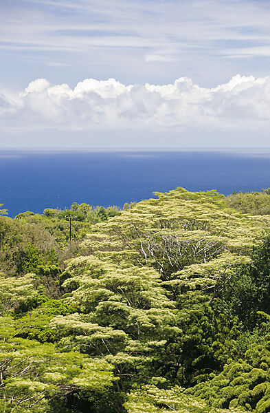 Vegetation an der Strasse nach Hana