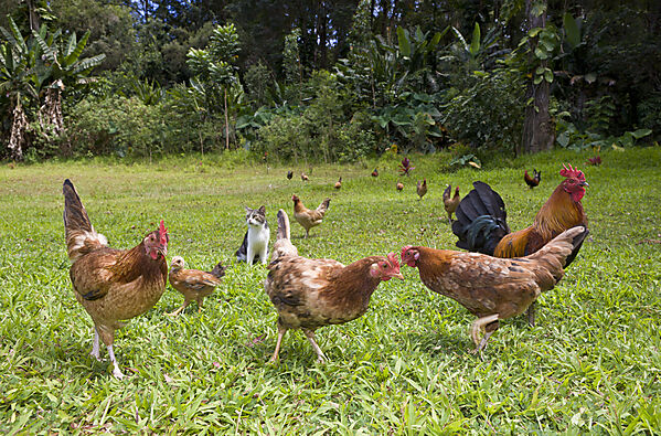 Wilde Huehner im Wailua Valley State Wayside