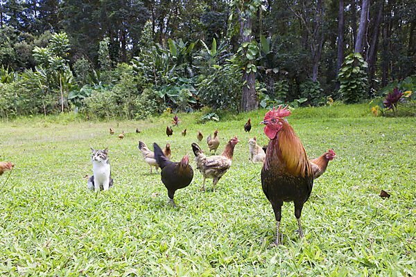 Wilde Huehner im Wailua Valley State Wayside
