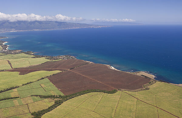 Ananasfelder auf Maui