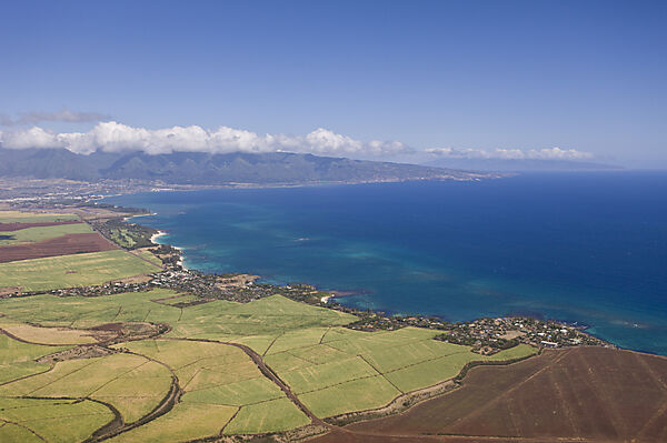Ananasfelder auf Maui