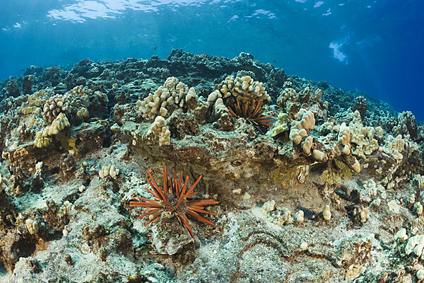 Pencil Sea Urchin