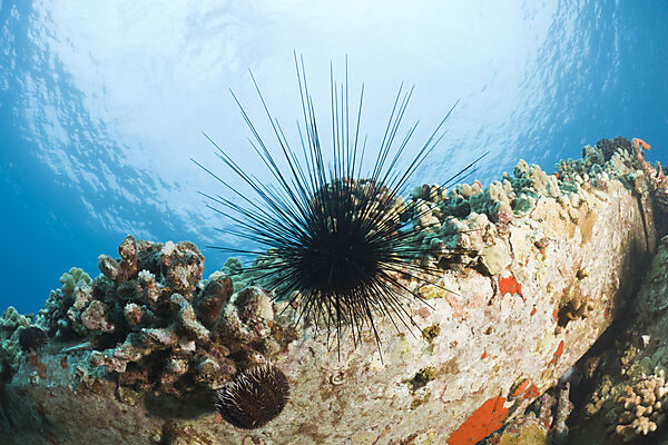 Diadema Sea Urchin