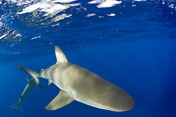Galapagos Shark