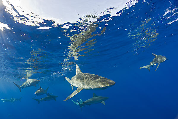 Galapagos Sharks