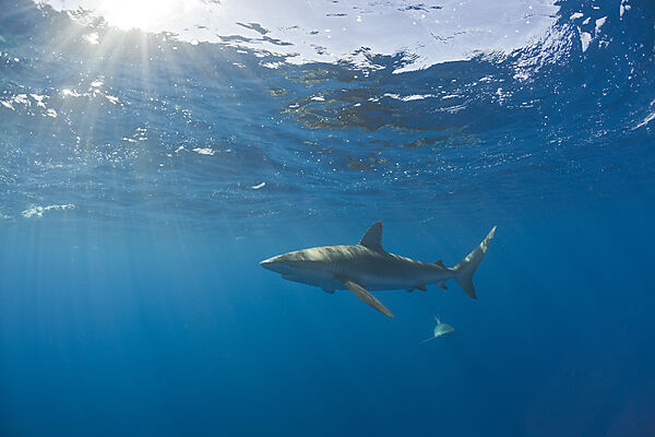 Galapagos Sharks