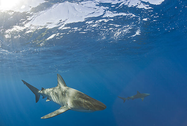Galapagos Sharks