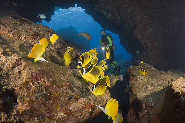 Racoon-Butterflyfishes and Diver