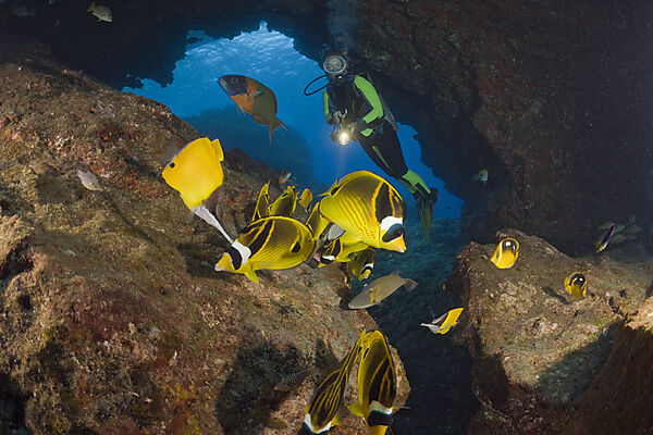Racoon-Butterflyfishes and Diver