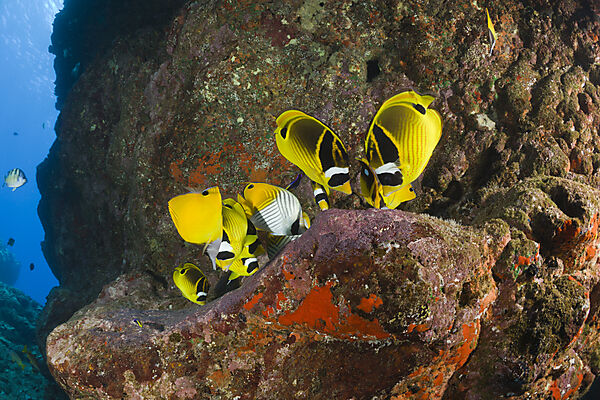Racoon-Butterflyfishes feeding Eggs from other Fishes