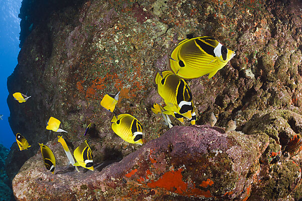 Racoon-Butterflyfishes feeding Eggs from other Fishes
