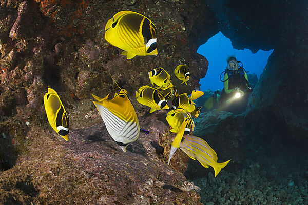 Diver and Racoon-Butterflyfishes