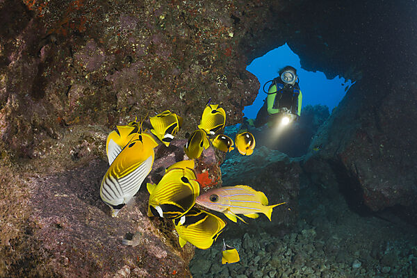 Diver observe Racoon-Butterflyfishes feeding Eggs from other Fishes