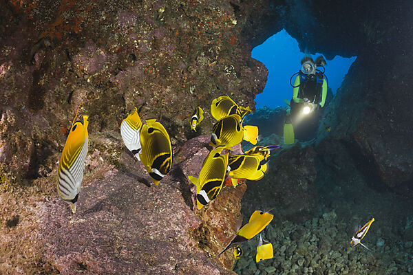 Diver observe Racoon-Butterflyfishes feeding Eggs from other Fishes