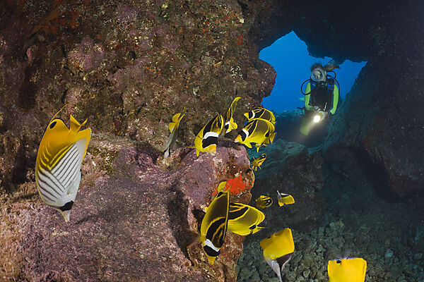Diver observe Racoon-Butterflyfishes feeding Eggs from other Fishes