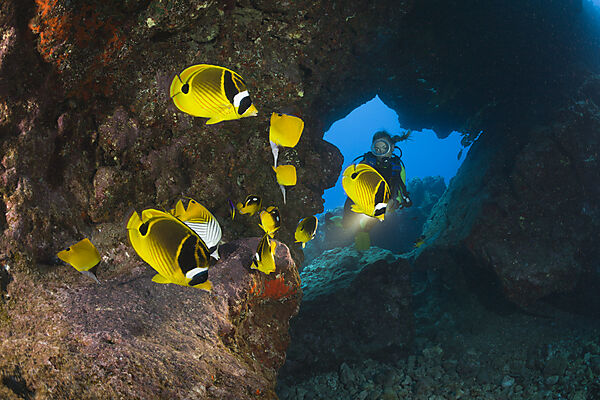 Butterflyfishes and Diver