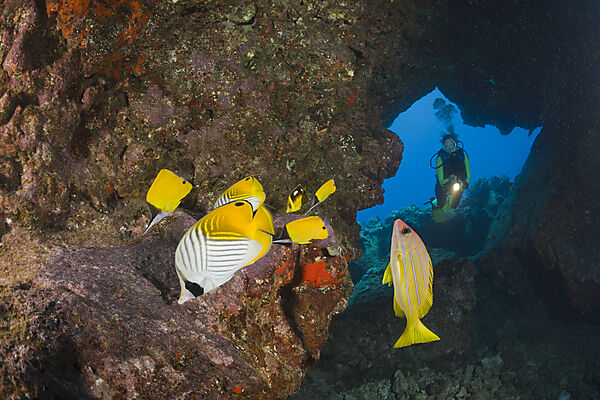 Butterflyfishes and Diver