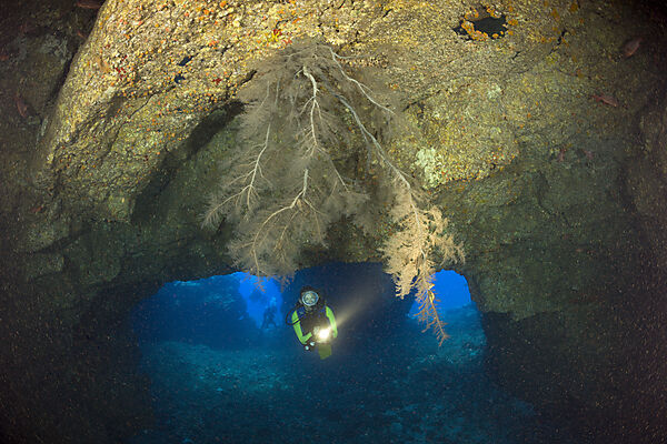 Black Coral in Cave