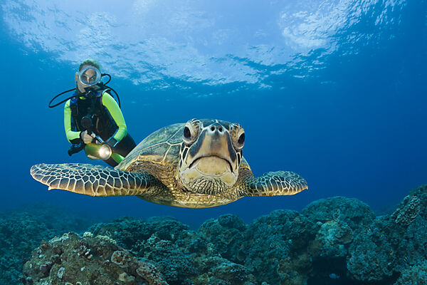 Green Turtle and Diver