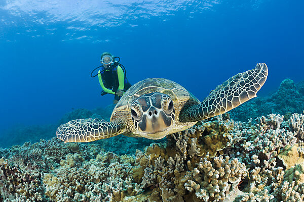 Green Turtle and Diver