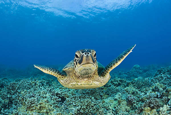 Green Turtle