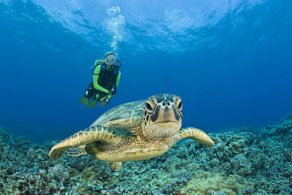 Green Turtle and Diver