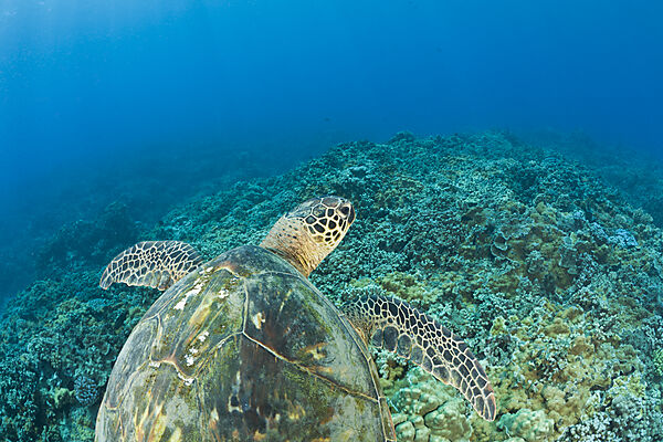 Green Turtle