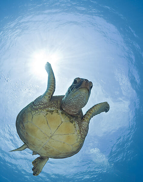 Green Turtle